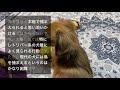 犬が心の底から愛しい人にしか見せない行動と愛しすぎる犬の天然行動