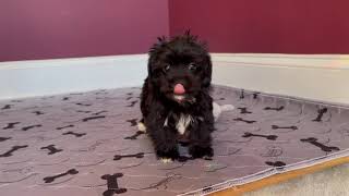 X - Tiny Yorkie - Poo Male Hurry! Ready Now !! .4-sale Marietta, GA Tcupsandtoypups.com 770-527-7295