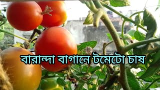 বারান্দা বাগানে টমেটো চাষ।baranda bagan a tomato cas #supty #টমেটোগাছ #tomato