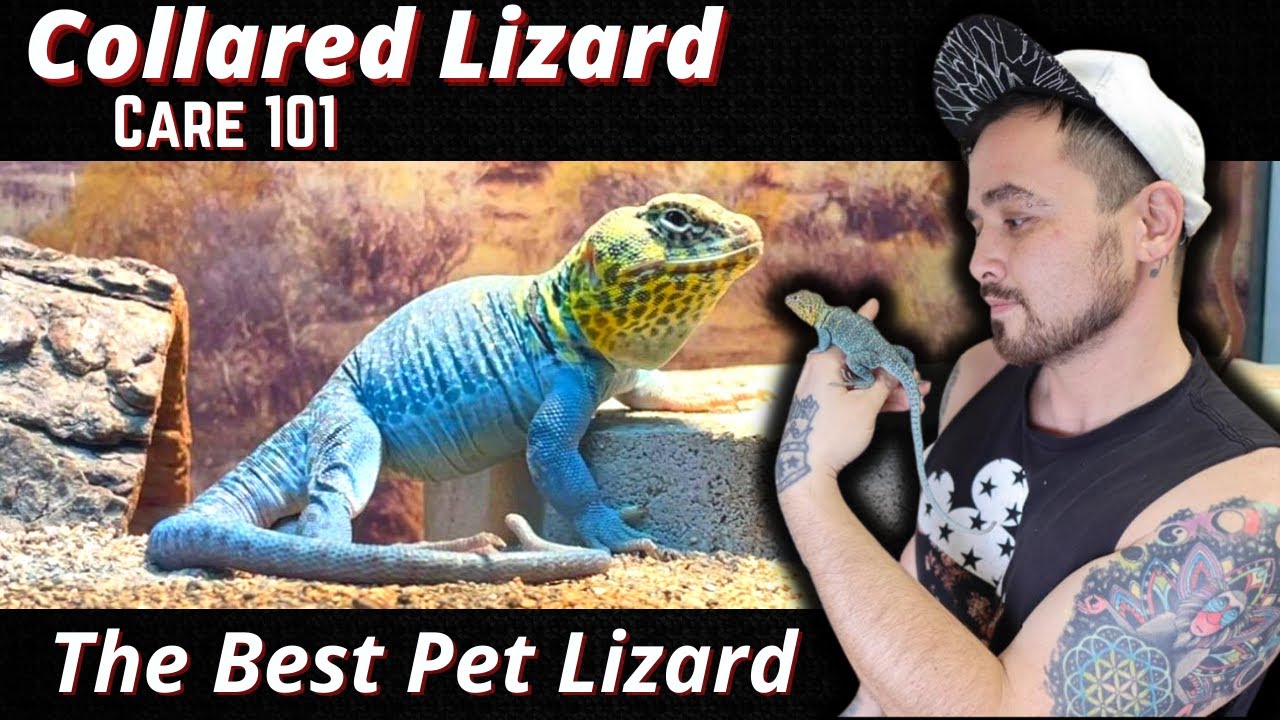 Collared Lizard Care Guide 2022 Housepetscare