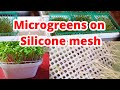 Cleanest way to grow Microgreens -  on reusable SILICONE MESH!!...(no soil)