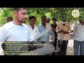 लिंबू तोडणी यंत्राचा प्रभावी वापर शेतकरयाचे मनोगत lemon harvest लिंबू farming citrusfruits