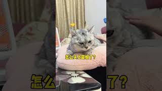 湯圓：怎麼感覺頭上冒煙了？ #shorts #湯圓 #貓咪 #美短