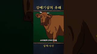 갈매기살은 갈매기의 살이 아니다