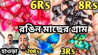 Cheap wholesale price All aquarium fish | Fish Farm | Aquarium Fish | Galiff Street | Howrah