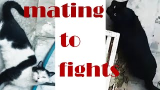 Poor cat mating led to fights | جفت گیری گربه بیچاره منجر به دعوا شد