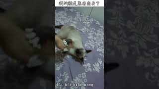 -BiliBala Daily- 我的貓是忍者出身？