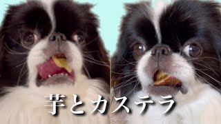 カステラをくわえた犬に好物の鶏肉をそっと差し出してみた 狆のモモさん