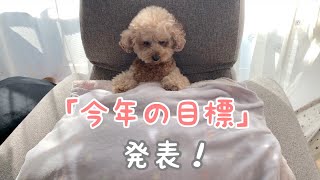 人化が止まらない犬の今年の目標決定！【トイプードル】