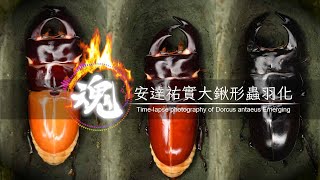 【魂系列】安達祐實大鍬形蟲羽化縮時 Time-lapse photography of Dorcus antaeus Emerging | 橘色惡魔