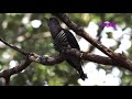 BURUNG INDIAN CUCKOO