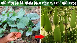 লাউ গাছে কি কি খাবার দিলে প্রচুর পরিমাণ লাউ পাবেন | লাউ গাছের পরিচর্যা |  Take Care Gourd Plant