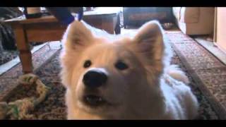 AMAZING TALKING SAMOYED!