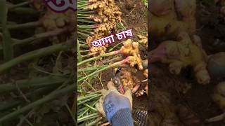 আদা চাষ পদ্ধতি। Ginger cultivation rules. #shorts #agriculture #facts #harvest