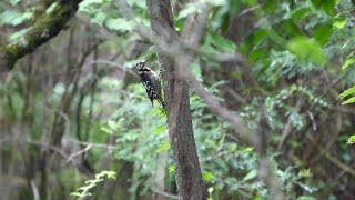 河口湖フィールドセンターのアカゲラ（幼鳥）その３（4K60P動画）