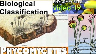 Phycomycetes/Oomycetes/Zygomycetes/Algal fungi/Late blight of potato/white rust of crucifer