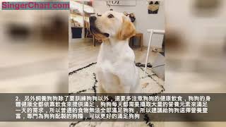 金毛和拉布拉多犬不知道養誰好？5點幫你決定 1、如果你是一個懶人 2、如果你是一個外貌協會 3、如果你是一個月光族 4、如果你是一個家庭主婦 5、如果你是一個上班族 飼養狗狗：