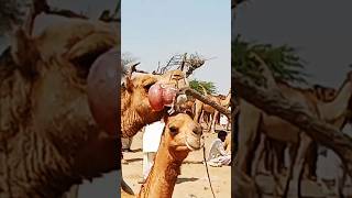 It happens when camel create big sound during enjoying time #camel #breeding #breakup