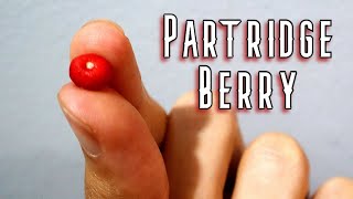 PARTRIDGE BERRIES - Trying 3 Different Fruits With The Same Name - Weird Fruit E