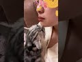 救命呀，这小奶喵也太会了 矮脚猫 谁能拒绝怀里的小猫咪呢 黏人的小猫咪