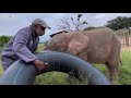 A milk bottle with baby elephant, Khanyisa & her beloved carer, Stavros to start the day!