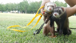 태어나서 처음 산책 나간 아기 페럿 반응은? | Baby ferret went on the first walk with me and how did he react?