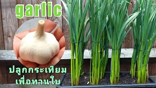 Grow garlics for greens - ปลูกกระเทียมเพื่อทานใบ (1 June 21)