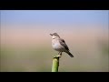 ÇalibÜlbÜlÜ rufous tailed scrub robin cercotrichas galactotes