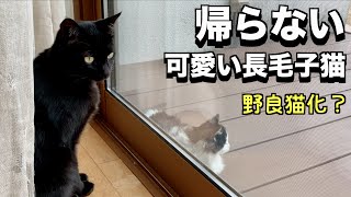 家に懐いちゃった可愛い長毛子猫