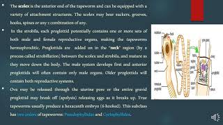 Lecture 5: Medical Helminthology: Class Cestoda