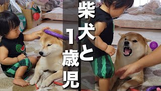 １歳児におもちゃにされ鼻にシワを寄せ唸るも、結局優しく見守る柴犬