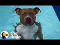 Pearl The Pittie Won't Get Out Of The Pool | The Dodo