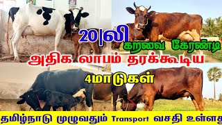 20லிட்டர் கறவை கொண்ட | 4 மாடுகள் ஜெர்சி மற்றும் HF கன்று மாடு விற்பனைக்கு | நேரடி விற்பனைக்கு