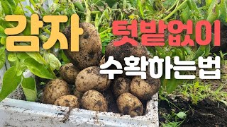 텃밭없이 감자 대물 수확하는법