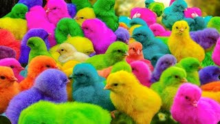 Cute Chickens Rainbow Chickens, Animal Compilation, Koi Fish, and Rabbits Galore 🐟🐰🐓