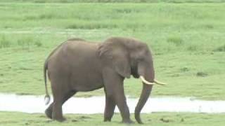 アフリカ サファリ ゾウ チョベ World Trip, Africa, Chobe National Park, Elephant