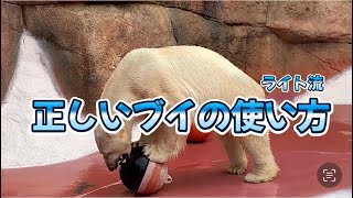 これが正解⁉️ライト流ブイの使い方w平川動物公園のホッキョクグマʕ•ᴥ•ʔ