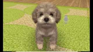 Nintendogs plus Cats Toy Poodle and New Friends Gameplay (Nintendo 3DS) [60 FPS] [1080p] Top Screen