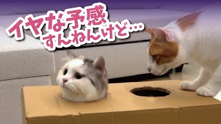 この後、後輩猫に悲劇が…！！ 【関西弁でしゃべる猫】【猫アテレコ】