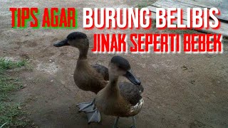 Tips Agar Burung Belibis Jinak Seperti Bebek