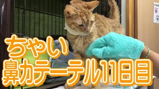 鼻カテーテル生活11日目【ちゃい】口内炎と腎不全