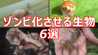 【恐怖】生物をゾンビ化させる生物6選【ゆっくり解説】