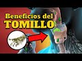 ¡Importante! Beneficios del tomillo