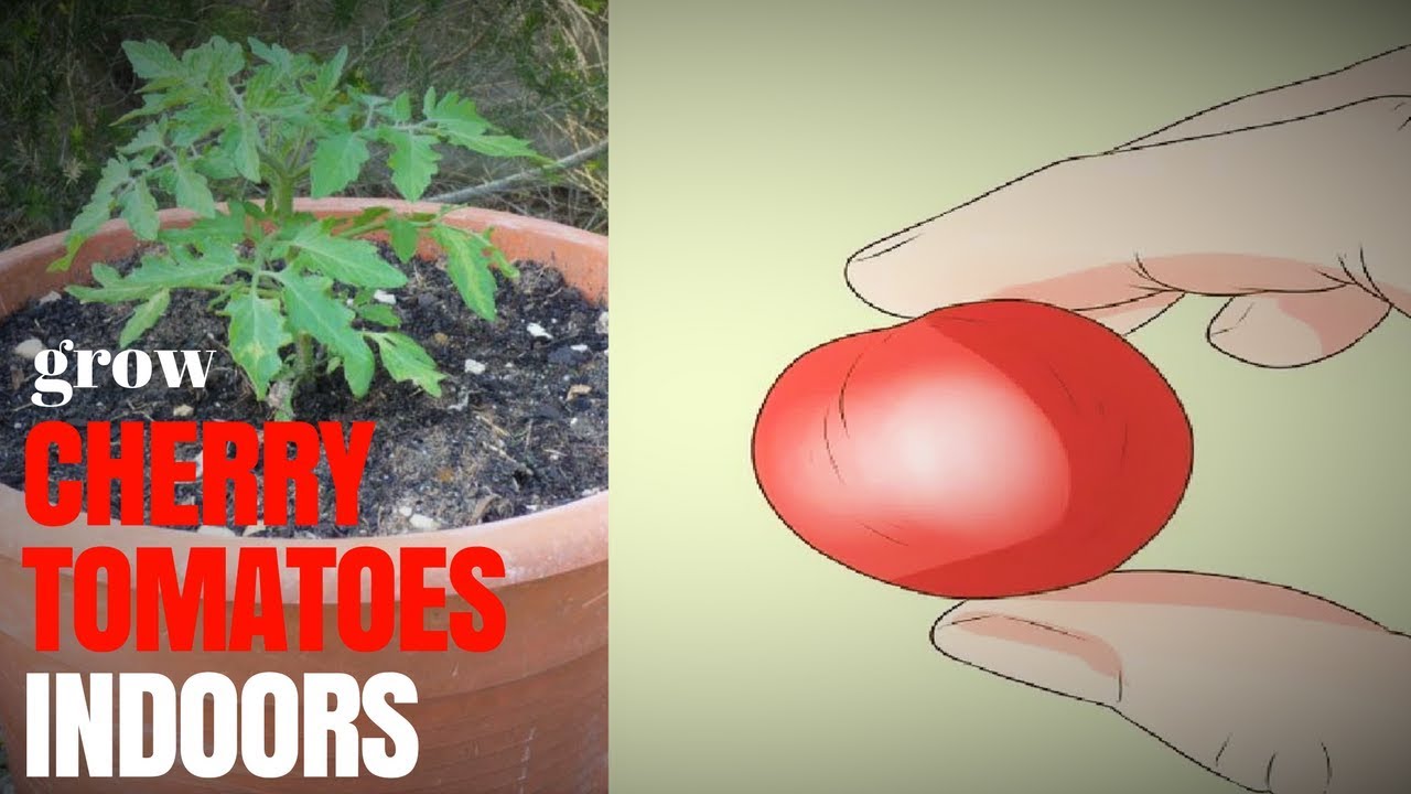 How To Grow Cherry Tomatoes Indoors - YouTube