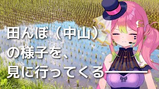 【競馬】もはや荒れてくれ #皐月賞 #アンタレスS 同時視聴会【箱乃なかみ / 新人VTuber \u0026 VSinger】