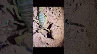 Androctonus Australis  #scorpio #share #shorts #shortvideo #song #subscribe #skorpion #tiktok