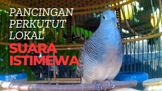 Suara perkutut lokal - Pancingan SUARA ISTIMEWA - CUKUP 5 DETIK