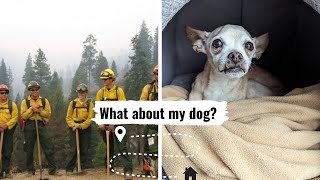 What do I do with my pet during the fire season?