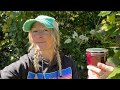 MAKE YOUR OWN grape jelly & juice from SCRATCH ~ concord grapes, low sugar recipe