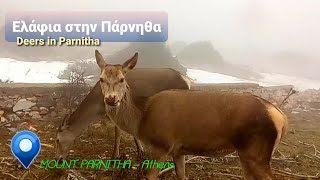 Ελάφια στην Πάρνηθα - Αττική - Deers in Parnitha